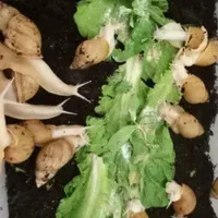 حلزون آلبینور۵سانتی
