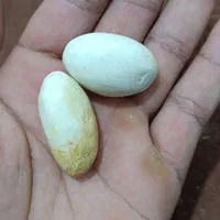 سنگ پاکستانی