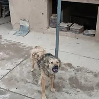 سگ نگهبان