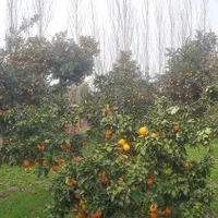 ( باغ پرتغال ۳۲۰متری )شمال آب و شخصی|فروش زمین و ملک کلنگی|قائم‌شهر, |دیوار