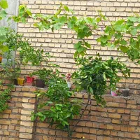 اجاره روزانه/هفتگی/روزانه سویت|اجارهٔ کوتاه‌مدت آپارتمان و سوئیت|مینودشت, |دیوار