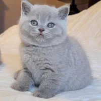 گربه های گوگولی اصیل ( اسکاتیش پرشین بریتیش )|گربه|مشهد, سجاد شهر|دیوار