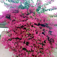 گلکاری هرس و تمیز کاری باغ و باغچه
