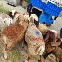 دام زنده در البرز ارسال با قصاب دهقان