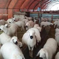 ارسال سراسر تهران بره مغان گوسفندنر مغان کردستان|حیوانات مزرعه|تهران, میدان حر|دیوار