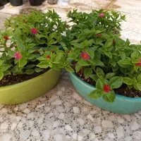 نازگل|گل و گیاه طبیعی|الوند, |دیوار