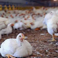 بلدرچین وبلک وکاکلی پامشکی جوجه گوشتی|حیوانات مزرعه|ایلام, |دیوار