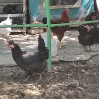 مرغ و خروس خانگی|حیوانات مزرعه|مشهد, عیدگاه|دیوار