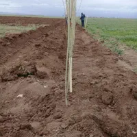 باغبانی هرس طراحی فضای سبزوکاشت انواع نهال وگل|خدمات باغبانی و درختکاری|اردبیل, |دیوار