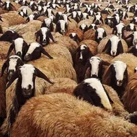 ثبت سفارش گوسفند زنده تحویل در محل سرساعت|حیوانات مزرعه|کرج, مهرویلا جنوبی|دیوار