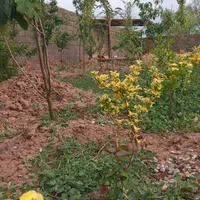 فروش زمین ۴۳۶ متری در سهیلیه زعفرانیه زکی اباد.|فروش زمین و ملک کلنگی|کرج, گلشهر|دیوار