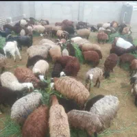 گوسفند زنده ،بهداشتی وسلامت