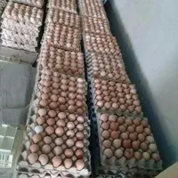 جوجه/مرغ بوقلمون گوشتی بیوتی تخمگذار چکی|حیوانات مزرعه|قم, میرزائیه|دیوار