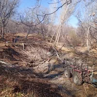 خرید انواع درخت و چوب|خدمات باغبانی و درختکاری|تویسرکان, |دیوار