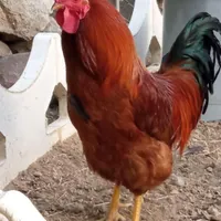 مرغ خروس محلی قوغاز آفریقایی بوقلمون برنز تخم غاز|حیوانات مزرعه|تویسرکان, |دیوار
