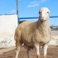 پخش گوسفند و بره زنده براقربانی کردن باقصاب درمحل|حیوانات مزرعه|تهران, مهران (سیدخندان)|دیوار