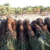 مجری طرح‌های کاشت نخل پالم درتمام نقاط نژاد قصب|خدمات باغبانی و درختکاری|بندرعباس, |دیوار