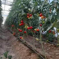 اسکلت و عمده فروشی گلخانه
