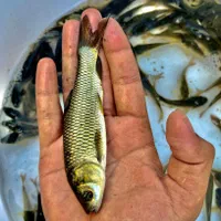 کپور طلایی آمور لهستانی مناسب استخر کشاورزی|ماهی|مشهد, امام رضا (ع)|دیوار