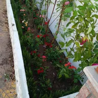خدمات باغبانی هرسکاری گل کاری درتمام نقاط تهران و.|خدمات باغبانی و درختکاری|تهران, تهرانپارس شرقی|دیوار