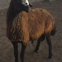 پخش دام وبره زنده شبانه‌روز ارسال به محل باقصاب &|حیوانات مزرعه|تهران, سعادت‌آباد|دیوار