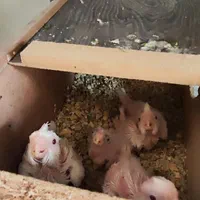 جوجه عروس هلندی|پرنده|اصفهان, همت‌آباد|دیوار