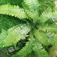 اینجا همه مدل چمن مصنوعی موجوده|خدمات باغبانی و درختکاری|تهران, مرزداران|دیوار