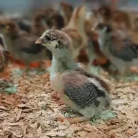 جوجه یکروزه گوشتی/محلی/اردک/خروس یکماهه|حیوانات مزرعه|آمل, |دیوار