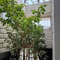 درخت بنجامین ۱۵ ساله|گل و گیاه طبیعی|اصفهان, مولوی|دیوار
