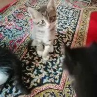 واگذاری یک گربه مادر ب همراه بچه گربه هاش