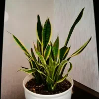 گل های طبیعی خانگی