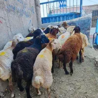 باغستان گلشهر بهشتی عظیمیه آزادگان گوسفند زنده|حیوانات مزرعه|کرج, حصارک بالا|دیوار