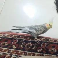 ۵ ملیون مژدگانی برای عروس گمشده ۲۶ روز پیش