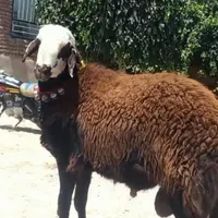 گوسفند زنده روستایی بره صحرا چریده شیشک و قوچ محلی