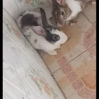 خر.گ.و.ش ل.پ  تندیس و ماکت