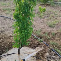 300 متر باغچه چهاردیواری با اب و برق|فروش دفتر صنعتی، کشاورزی، تجاری|تهران, یافت‌آباد|دیوار