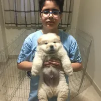 سگ چاو چاو اصیل