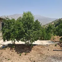 خانه‌ باغ ۳هزارمتری کوهمره|فروش خانه و ویلا|شیراز, محمدیه|دیوار