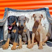 سگهای تیپ اروپایی (Doberman)|سگ|تهران,  امام زاده قاسم (نیاوران)|دیوار