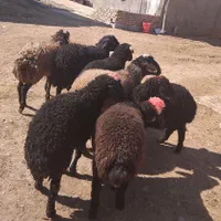 ارگانیک بره نر گوسفند زنده جهت نگهداشت عالی|حیوانات مزرعه|قزوین, |دیوار