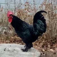 مرغ و خروس سیاه و سفید مشکی محلی برای خون و قربانی|حیوانات مزرعه|مشهد, صیاد شیرازی|دیوار