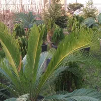 نهال فروشی درخت گل درخت میوه گلدانی درختچه زیتون|خدمات باغبانی و درختکاری|تهران, باغ خزانه|دیوار