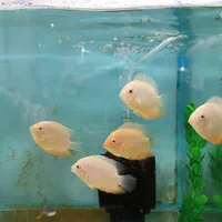 انواع ماهی زینتی اکواریوم|ماهی|شیراز, شهرک گلستان|دیوار