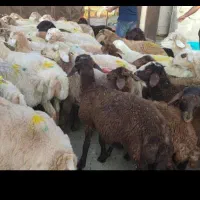 گوسفند چاق وچله قبراق تعاونی بشرط نصف گوشت|حیوانات مزرعه|مشهد, نوید|دیوار