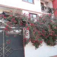 سوییت ی خوابه نوساز با پارکینگ و حیاط پشتی|اجارهٔ کوتاه‌مدت آپارتمان و سوئیت|سیاهکل, |دیوار