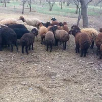 انواع دام گوسفند برای کشتاره کل کرج زنده