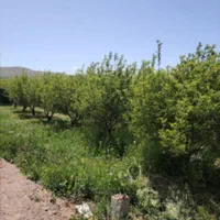 باغ آماده با برق سند آب آشامیدنی بستان اباد|فروش دفتر صنعتی، کشاورزی، تجاری|تبریز, |دیوار