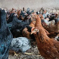 دوتک مرغ چ۴ار ماهه سالم