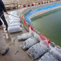 بچه ماهی کپور فیتوفاک وامور|ماهی|اراک, |دیوار