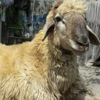*&*گوسفند اورگانیک درب منزل خرید حضوری دام زنده ۹|حیوانات مزرعه|تهران, جردن|دیوار